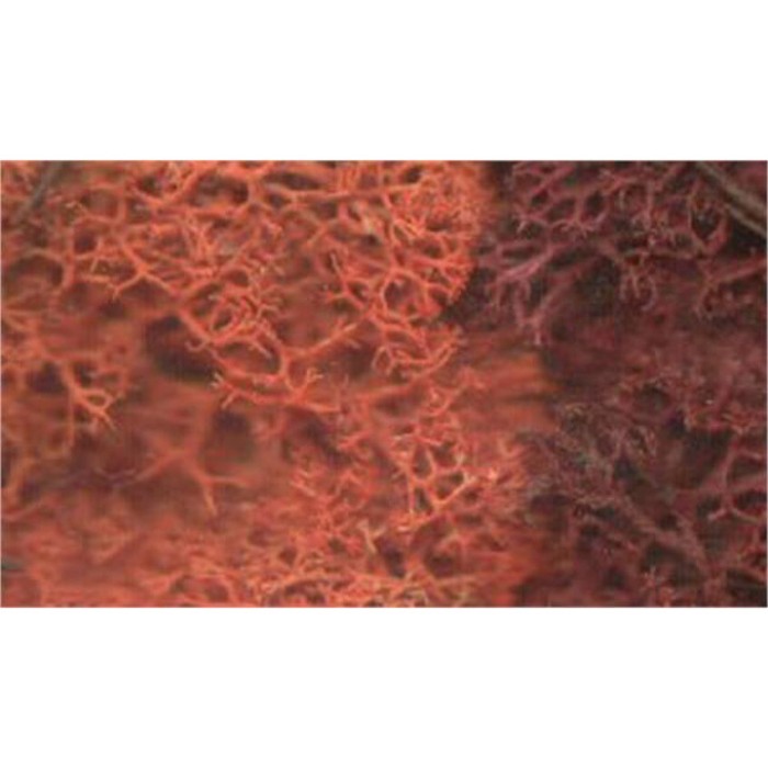 Lichen  Autumn Gold small pack