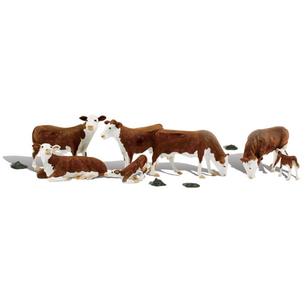 Cows,  Brown and white Hereford OO