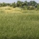 Static Grass  4 mm Medium Green G6572