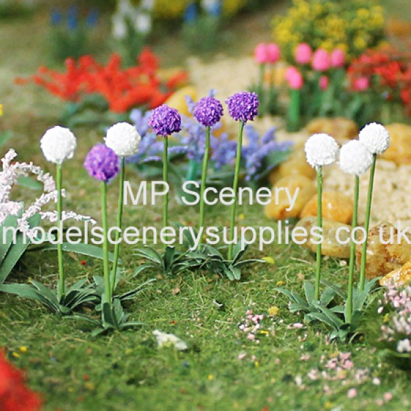 Alliums  (medium)