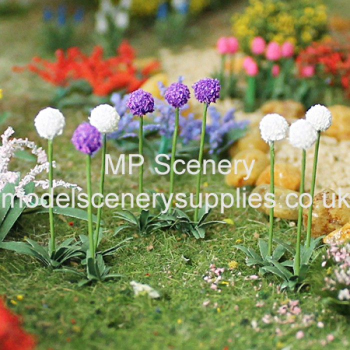 Alliums  (medium)