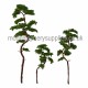 Pine Trees 150mm tall Pine Trees 150mm tall