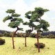 Pine Trees 100mm tall