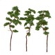 Pine Trees 150mm tall Pine Trees 150mm tall