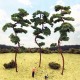 Pine Trees 150mm tall Pine Trees 150mm tall