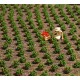 Strawberry Plants OO Strawberry Plants OO