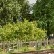 Old Damaged Wooden Picket Fence OO Busch 1011