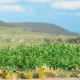 Potato Plants OO Busch 1266 Potato Plants OO Busch 1266