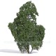 Shrub Bushes Delicate Summer Mid Green Busch 3588 Shrub Bushes Delicate Summer Mid Green Busch 3588