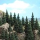 Pine Trees 75 - 90mm tall with bases