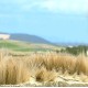Field Grass Reeds Busch 7375