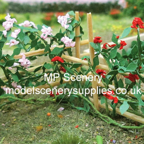 Climbing Roses 62mm tall
