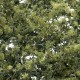 Fine-Leaf Foliage Olive Green F1133