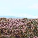 Heathland Landscape Mat Model Scene F630-s Heathland Landscape Mat Model Scene F630-s