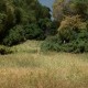 Plant Hues Woodland Scenics FS629