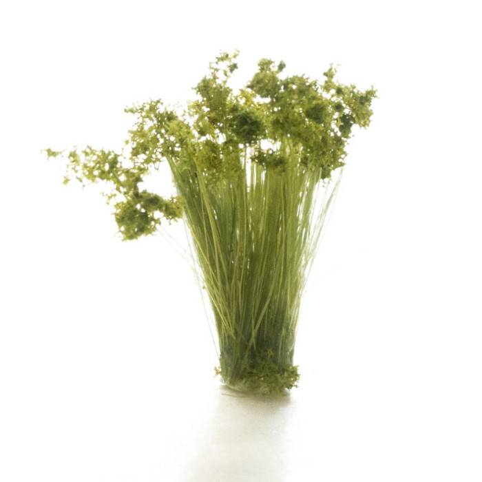 Medium Green Prairie Grass FS777 Medium Green Prairie Grass FS777