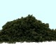 Coarse Turf and Foliage Cover Dark Green By Footpath Scenes Coarse Turf and Foliage Cover Dark Green By Footpath Scenes