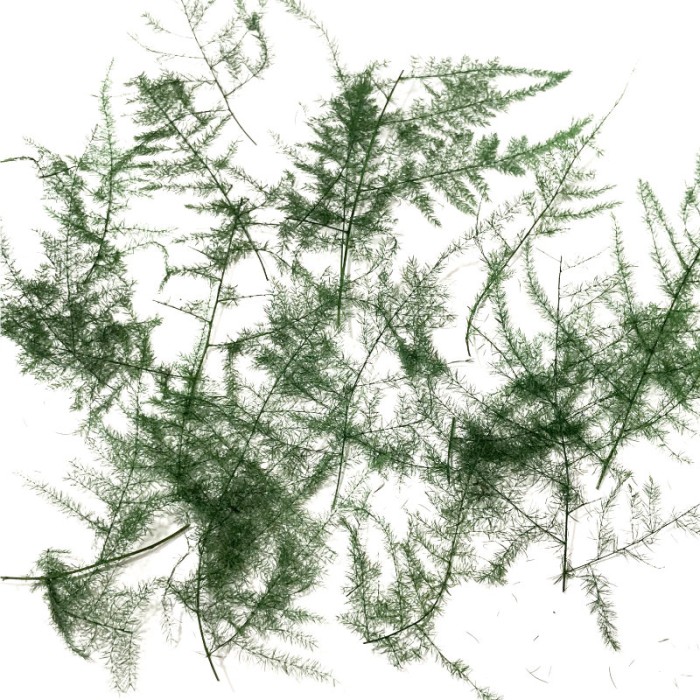Fine Fern Bracken Foliage FP030 Fine Fern Bracken Foliage FP030