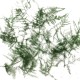 Fine Fern Bracken Foliage FP030 Fine Fern Bracken Foliage FP030