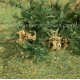 Fern Moss Real Scale Bracken Fern Fern Moss Real Scale Bracken Fern