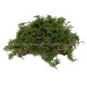 Fern Moss Real Scale Bracken Fern Fern Moss Real Scale Bracken Fern