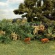 Fern Moss Real Scale Bracken Fern Fern Moss Real Scale Bracken Fern
