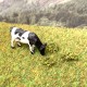 Gorse Mini Shaped Shrub Tufts Gorse Mini Shaped Shrub Tufts