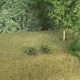 Meadow Flowering Grass Tufts 