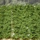 Small Shrubs GREEN Small Shrubs GREEN