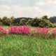 Fireweed Flowering Tufts Fireweed Flowering Tufts