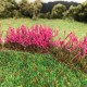 Fireweed Flowering Tufts Fireweed Flowering Tufts