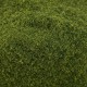 Grass Ground Cover Grass Blend By Footpath Scenes Grass Ground Cover Grass Blend By Footpath Scenes
