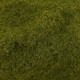 Grass Ground Cover Wild Grass By Footpath Scenes Grass Ground Cover Wild Grass By Footpath Scenes