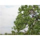 Fine Turf and Foliage Cover Light Green By Footpath Scenes Fine Turf and Foliage Cover Light Green By Footpath Scenes
