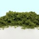 Fast Foliage Light Green