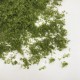 Fast Foliage Light Green