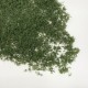 Fast Foliage Wild Green Fast Foliage Wild Green