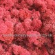 Lichen Moss red Unsorted box Lichen Moss red Unsorted box