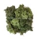 Lichen Mixed Green 40g