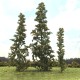 Seafoam Trees, Mixed Fir Seafoam Trees, Mixed Fir