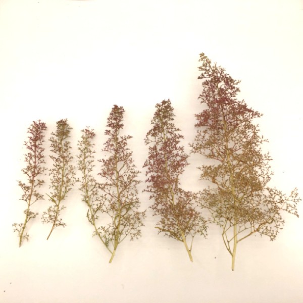 Seafoam Trees, Mixed Fir