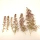 Seafoam Trees, Mixed Fir Seafoam Trees, Mixed Fir