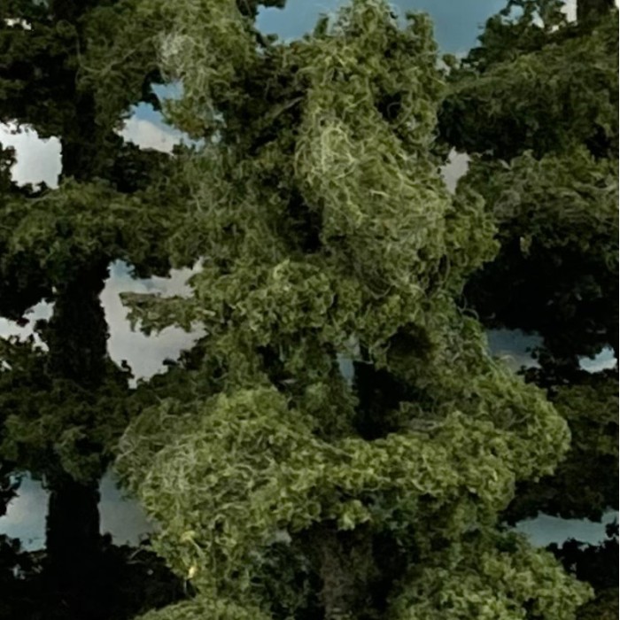 Tall Pine Trees 165 -200mm Tall Pack of 6 Tall Pine Trees 165 -200mm Tall Pack of 6