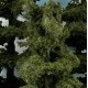 Tall Pine Trees 165 -200mm Tall Pack of 6 Tall Pine Trees 165 -200mm Tall Pack of 6