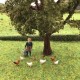 Chickens N gauge  