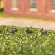 Rabbits OO Rabbits OO