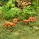 Foxes 4 set Foxes 4 set