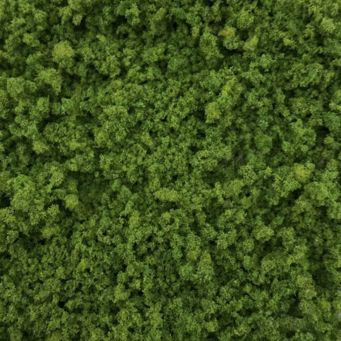 Coarse Turf and Foliage Cover Light Green By Footpath Scenes Coarse Turf and Foliage Cover Light Green By Footpath Scenes