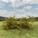 Shrub Bush Thicket Burnt Green 
