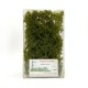 Shrub Bush Thicket Medium Green 